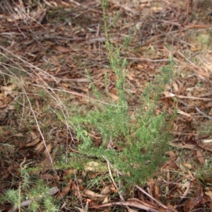 Cassinia aculeata subsp. aculeata at Mongarlowe, NSW - suppressed