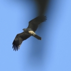 Haliastur sphenurus (Whistling Kite) at Albury - 27 Jul 2023 by GlossyGal