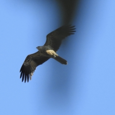 Haliastur sphenurus (Whistling Kite) at Wonga Wetlands - 27 Jul 2023 by GlossyGal