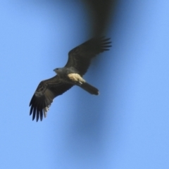 Haliastur sphenurus (Whistling Kite) at Wonga Wetlands - 27 Jul 2023 by GlossyGal