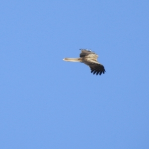 Haliastur sphenurus at Splitters Creek, NSW - 27 Jul 2023