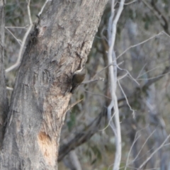 Cormobates leucophaea (White-throated Treecreeper) at Rugosa - 8 Aug 2023 by SenexRugosus