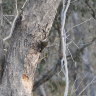 Cormobates leucophaea (White-throated Treecreeper) at Rugosa - 8 Aug 2023 by SenexRugosus