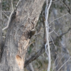 Cormobates leucophaea (White-throated Treecreeper) at Yass River, NSW - 8 Aug 2023 by SenexRugosus