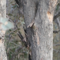 Cormobates leucophaea at Yass River, NSW - 8 Aug 2023 04:30 PM