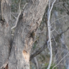 Cormobates leucophaea at Yass River, NSW - 8 Aug 2023