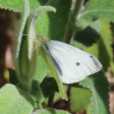 Pieris rapae (Cabbage White) at QPRC LGA - 10 Aug 2023 by MatthewFrawley