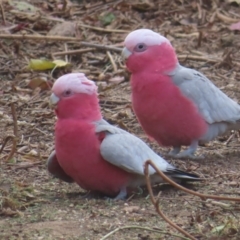 Eolophus roseicapilla (Galah) at QPRC LGA - 10 Aug 2023 by MatthewFrawley