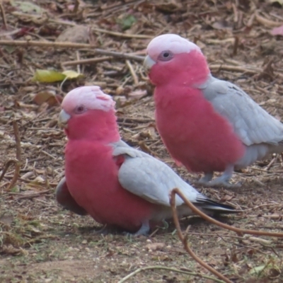 Eolophus roseicapilla (Galah) at Braidwood, NSW - 10 Aug 2023 by MatthewFrawley