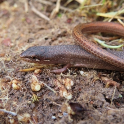 Saproscincus mustelinus (Weasel Skink) at QPRC LGA - 10 Aug 2023 by MatthewFrawley