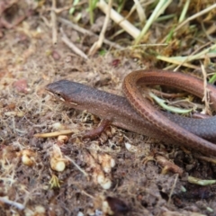 Saproscincus mustelinus at Braidwood, NSW - 10 Aug 2023 03:41 PM