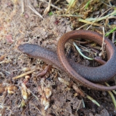 Saproscincus mustelinus at Braidwood, NSW - 10 Aug 2023