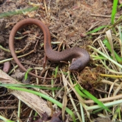 Saproscincus mustelinus at Braidwood, NSW - 10 Aug 2023