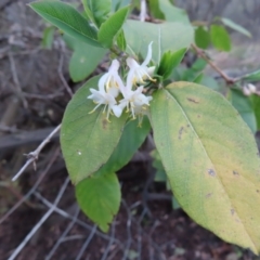 Lonicera japonica (Japanese Honeysuckle) at QPRC LGA - 10 Aug 2023 by MatthewFrawley