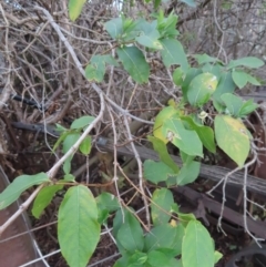 Lonicera japonica at Braidwood, NSW - 10 Aug 2023