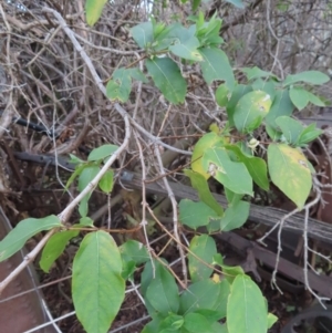 Lonicera japonica at Braidwood, NSW - 10 Aug 2023