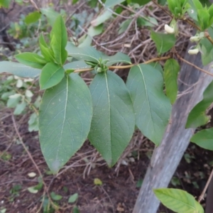 Lonicera japonica at Braidwood, NSW - 10 Aug 2023