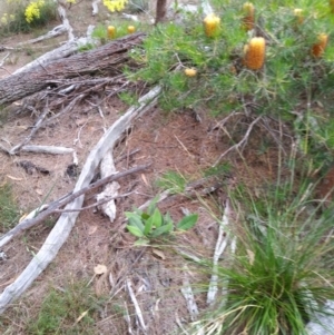 Banksia spinulosa var. spinulosa at Oallen, NSW - 7 Aug 2023