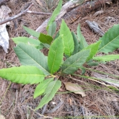 Banksia spinulosa var. spinulosa at Oallen, NSW - 7 Aug 2023 11:07 AM