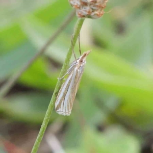 Hednota species near grammellus at Turner, ACT - 8 Apr 2023 04:13 PM