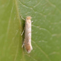 Phyllonorycter messaniella (Zeller's Midget, Gracillariidae) at Turner, ACT - 8 Apr 2023 by ConBoekel