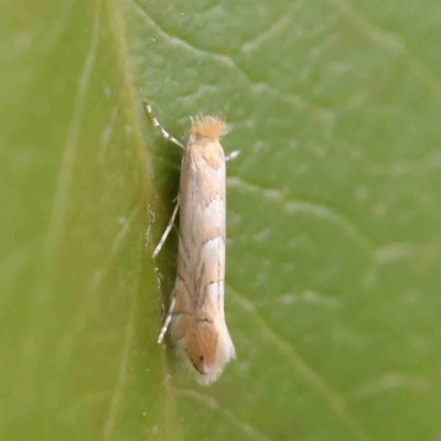 Phyllonorycter messaniella (Zeller's Midget, Gracillariidae) at Turner, ACT - 8 Apr 2023 by ConBoekel
