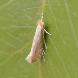 Phyllonorycter messaniella at Turner, ACT - 8 Apr 2023 03:11 PM