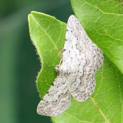 Didymoctenia exsuperata (Thick-lined Bark Moth) at Turner, ACT - 8 Apr 2023 by ConBoekel