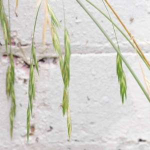 Bromus catharticus at Turner, ACT - 8 Apr 2023