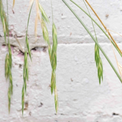 Bromus catharticus (Prairie Grass) at Sullivans Creek, Turner - 8 Apr 2023 by ConBoekel