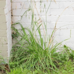 Bromus catharticus at Turner, ACT - 8 Apr 2023