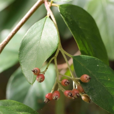 Cotoneaster glaucophyllus (Cotoneaster) at Sullivans Creek, Turner - 8 Apr 2023 by ConBoekel