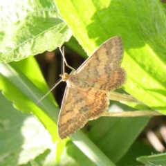 Scopula rubraria (Reddish Wave, Plantain Moth) at Turner, ACT - 8 Apr 2023 by ConBoekel