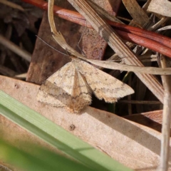 Scopula rubraria (Reddish Wave, Plantain Moth) at Turner, ACT - 8 Apr 2023 by ConBoekel