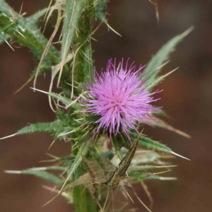 Cirsium vulgare at Turner, ACT - 8 Apr 2023 03:51 PM