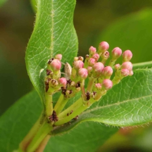 Viburnum tinus at Turner, ACT - 8 Apr 2023 02:33 PM