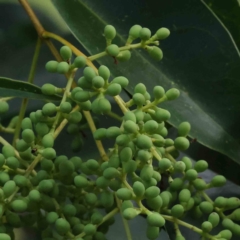 Ligustrum lucidum (Large-leaved Privet) at Sullivans Creek, Turner - 8 Apr 2023 by ConBoekel