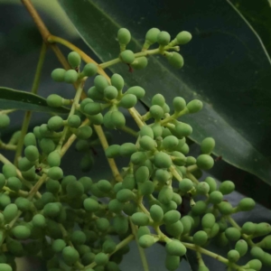 Ligustrum lucidum at Turner, ACT - 8 Apr 2023 02:25 PM