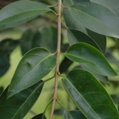 Ligustrum lucidum at Turner, ACT - 8 Apr 2023