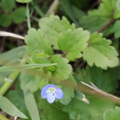 Veronica persica (Creeping Speedwell) at Turner, ACT - 8 Apr 2023 by ConBoekel