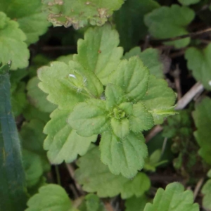 Veronica persica at Turner, ACT - 8 Apr 2023 04:13 PM