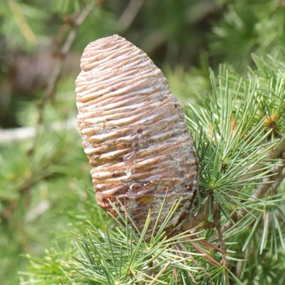 Cedrus deodara (Deodar) at Turner, ACT - 8 Apr 2023 by ConBoekel