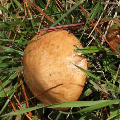 Suillus sp. (A bolete ) at Haig Park - 8 Apr 2023 by ConBoekel