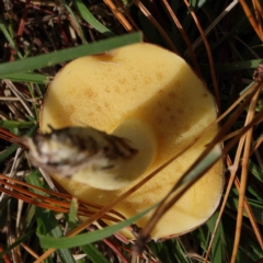 Suillus sp. at Turner, ACT - 8 Apr 2023