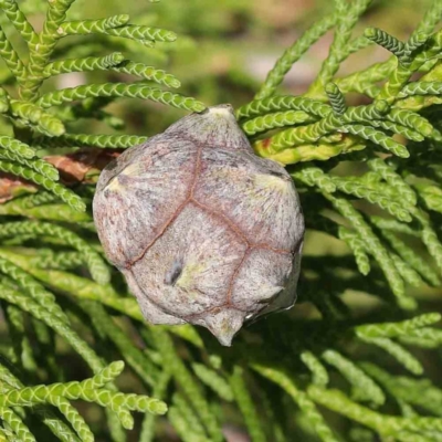 Hesperocyparis macrocarpa (Monterey Cypress) at Turner, ACT - 8 Apr 2023 by ConBoekel