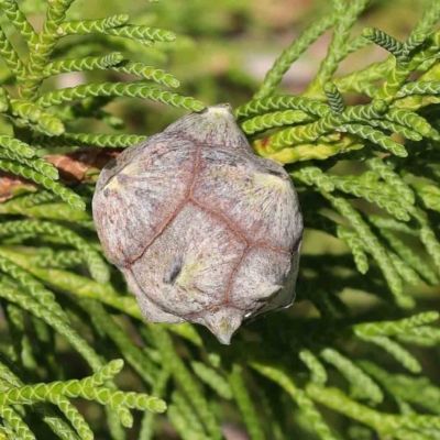 Hesperocyparis macrocarpa (Monterey Cypress) at Turner, ACT - 8 Apr 2023 by ConBoekel