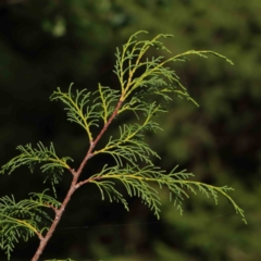 Hesperocyparis macrocarpa at Turner, ACT - 8 Apr 2023 04:26 PM