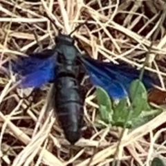 Austroscolia soror (Blue Flower Wasp) at Evatt, ACT - 15 Jul 2023 by Butterflygirl