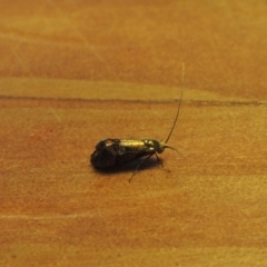 Nemophora (genus) at Conder, ACT - 1 Feb 2023