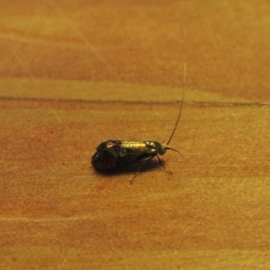 Nemophora (genus) at Conder, ACT - 1 Feb 2023